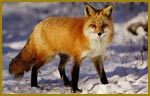 Fox Pest Control