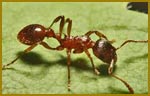 Pest Control Ants
