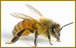 Pest Control Bees