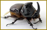 Pest Control Beetles 