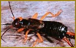 Pest Control Earwigs