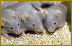 Pest Control Mice