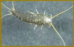 Pest Control Silverfish