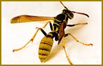 Pest Control Wasps