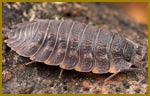 Pest Control Woodlice