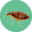 Pest Control Bed Bugs